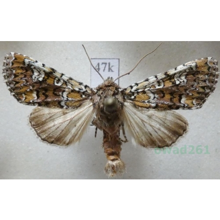 Crypsedra gemmea (Treitschke, 1825) Czech47k